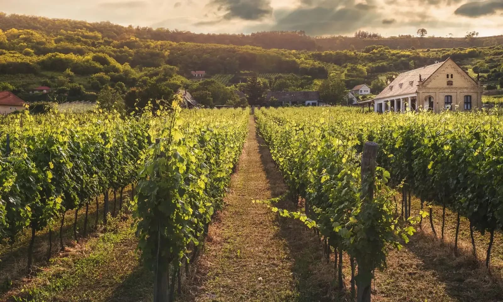 Sunlit vineyard rows with a gravel path between the vines.